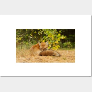 Red Fox, Algonquin Park Posters and Art